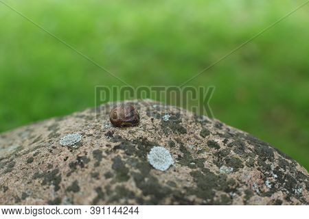 Snails : Polymita Picta Or Cuban Snails One Of Most Colorful And Beautiful Land Snails In The Wolrd 
