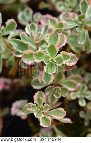 Stonecrop Tricolor - Latin Name - Sedum Spurium (phedimus Spurius) Tricolor