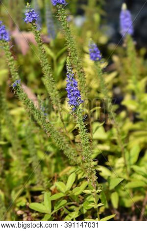 Spiked Speedwell Ulster Blue Dwarf Flowers - Latin Name - Veronica Spicata Ulster Blue Dwarf