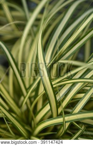 Striped Weeping Sedge Evergold - Latin Name - Carex Oshimensis Evergold