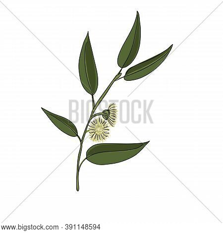 Vector Drawing Eucalyptus, Eucalyptus Globulus, Southern Blue Gum , Hand Drawn Illustration