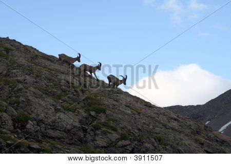 Três cabras caucasianas executando