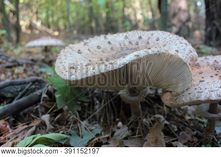 Parasol Mushroom Also Is Known As Lepiota Or Macrolepiota Procera In The Fall Forest. Autumn Leaves 