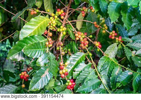 Bunch Of Colorful Arabica Coffee Fruit On Branches Of Coffee Tree. The Coffee Fruits Contain Large A