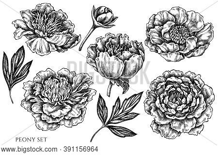 Vector Set Of Hand Drawn Black And White Peony Stock Illustration