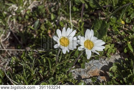 Closeup Of Margherita Alpina, Leucanthemopsis Alpina. Blooming Alpine Daisy With Green Leaves On Alp