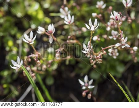 Blossom Flowers And Bud Of Saxifraga Umbrosa Or Urbium Close Up With Green Leaves , Selective Focus,