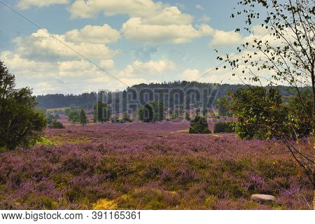 Heath Bloom In The Lüneburg Heath Near Bispingen