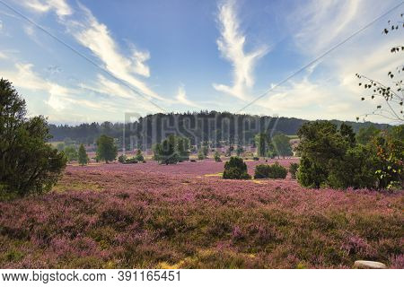 Heath Bloom In The Lüneburg Heath Near Bispingen