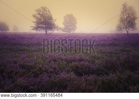 Heath Bloom In The Lüneburg Heath Near Bispingen