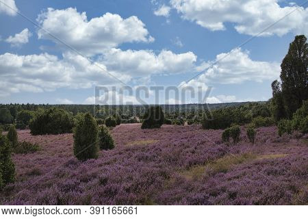 Heath Bloom In The Lüneburg Heath Near Bispingen