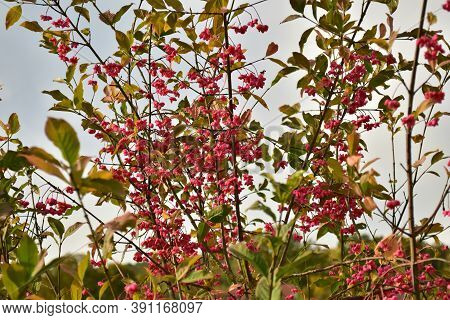 Spindle Bush Red Tree German Garden In Autumn