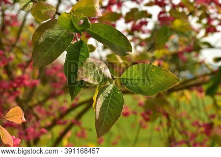 Spindle Bush Red Tree German Garden In Autumn