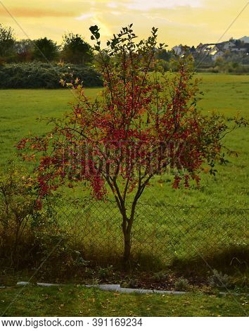 Spindle Bush Red Tree German Garden In Autumn