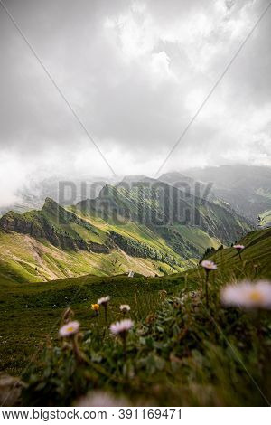 Panoramic View Of A High Altitude Meadow, Of The Swiss Alps, Colorful Flowers In The Foreground.