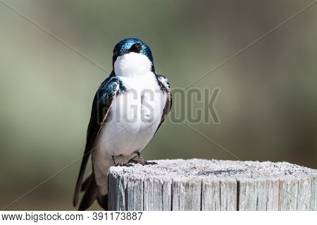 Spunky Little Tree Swallow Perched Atop A Weathered Wooden Post