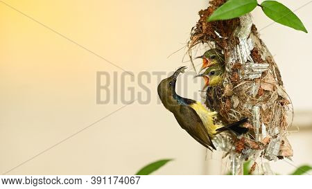 Sunbird And Baby Bird In A Nest At Thailand. Olive-backed Sunbird, Yellow-bellied Sunbird, Cinnyris 