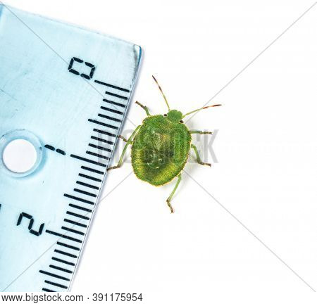 Final-stage nymph of a Green Shield bug, insect