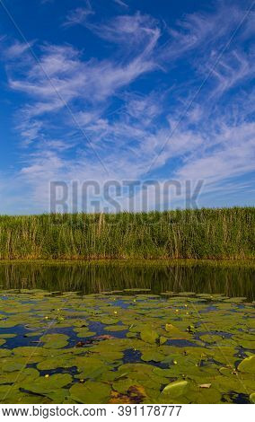 Scenic Landscape On The Calm Lake Overgrown With Water Lilies,  Surrounded By Reeds. Beautiful Cloud