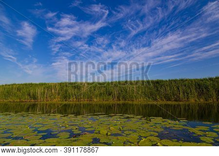 Scenic Landscape On The Calm Lake Overgrown With Water Lilies,  Surrounded By Reeds. Beautiful Cloud