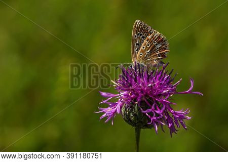 Small Chalk Hill Blue Butterfly, A Female, Sitting On A Purple Knapweed Flower Growing In A Meadow O