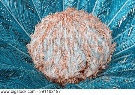Blue Flora, Unreal Flower.  Ornamental Sago Palm,surreal