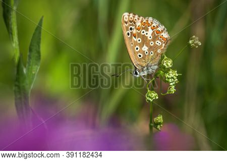 Close Up Image Of A Chalk Hill Blue Butterfly, A Female, Sitting On Tiny White Flower Growing In A M