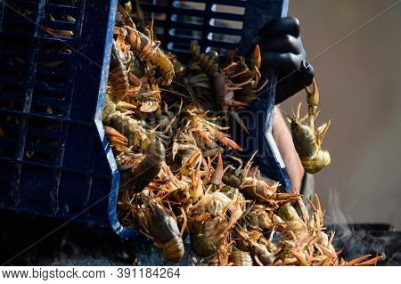 Living Raw European Crayfishes Astacus Astacus (noble Or Broad-fingered Crayfish, The Most Common Sp