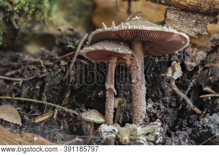 The Redspored Dapperling (melanophyllum Haematospermum) Is An Inedible Mushroom