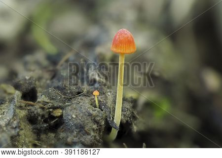The Orange Bonnet (mycena Acicula) Is An Inedible Mushroom , Stacked Macro Photo