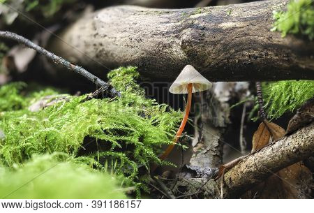 The Saffrondrop Bonnet (mycena Crocata) Is An Inedible Mushroom