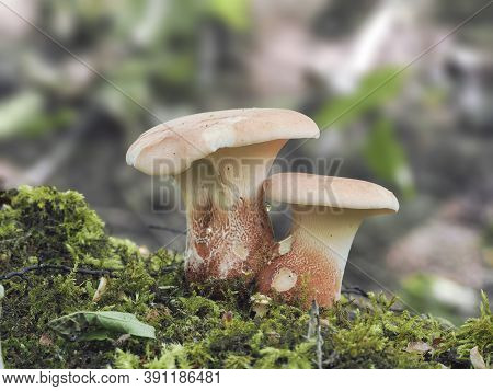 The Neolentinus Cyathiformis Is An Inedible Mushroom