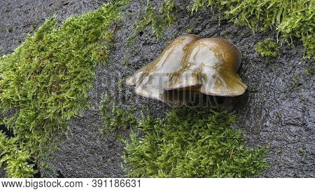 The Olive Oysterling (panellus Serotinus) Is An Edible Mushroom