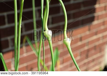 Closeup Of Garlic Scape Flower Heads Prior To Blooming