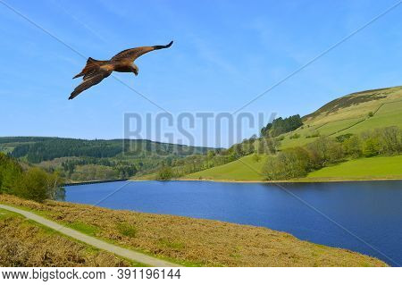 Common Buzzard In Flight Over Ladybower Reservoir In Derbyshire