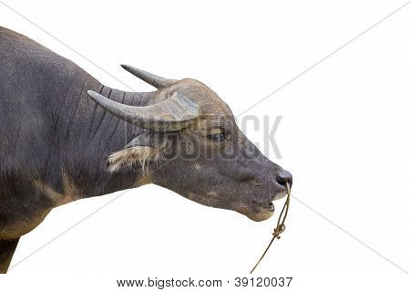 Búfalo de água