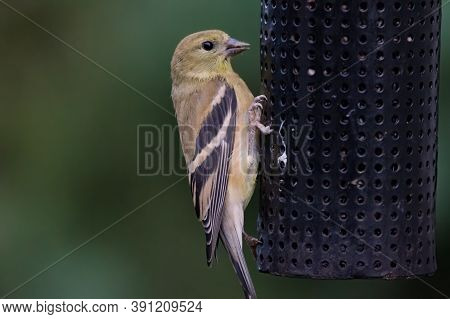 American Goldfinch (spinus Tristis) Is A Granivore, And Often Found In Residental Areas, Attracted B