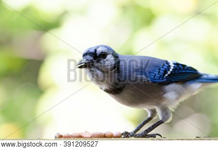 Blue Jay (cyanocitta Cristata) Hunched Over A Small Pile Of Peanuts. Jays Love Peanuts As They Provi