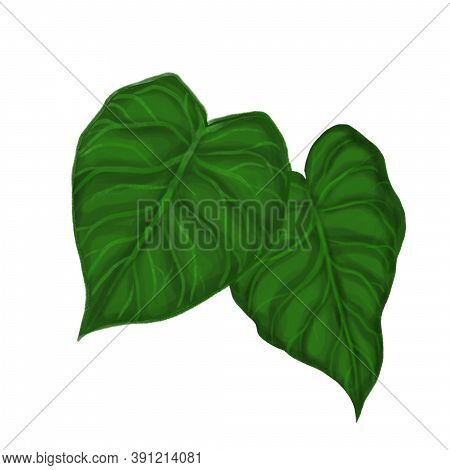 Two Green Mostera Leaves Painting On White Background