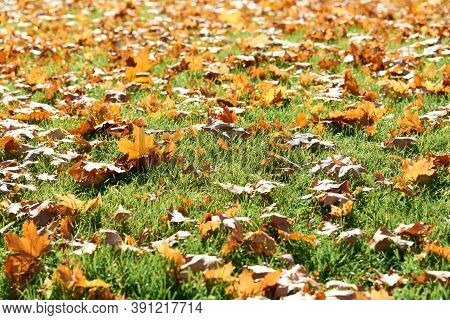 Colorful Fallen Autumn Leaves On Green Grass Field Or Lawn. Season, Nature, Autumn Card, Thanksgivin