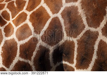 Rothschild's Giraffe (giraffa Camelopardalis Camelopardis), Formerly Giraffa Camelopardis Rothschild