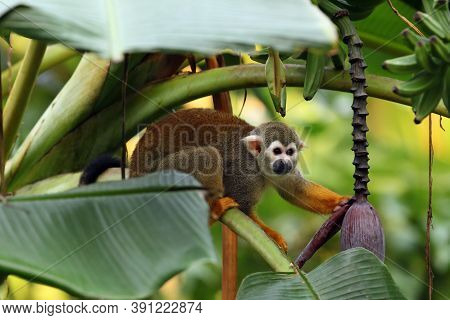The Common Squirrel Monkey (saimiri Sciureus) On Banana Tree