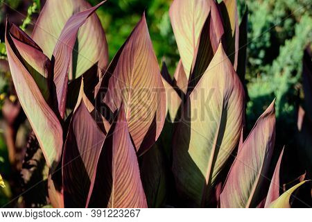 Large Red And Green Leaves Of Canna Indica Plant, Commonly Known As Indian Shot, African Arrowroot, 