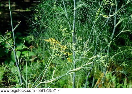 Close Up Of Many Green Flowers Of Anise Plant, Also Known As Aniseed Or Anix In A Herbs Garden In A 