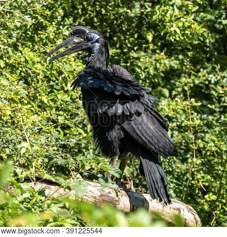 The Abyssinian Northern Ground Hornbill, Bucorvus Abyssinicus Or Northern Ground Hornbill Is An Afri