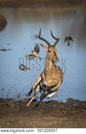 Vertical Portrait Of A Male Impala Running Out Of Muddy Edge Of Water With Ox Peckers Flying Off In 