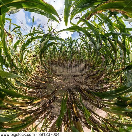 Tiny Planet Transformation Of Spherical Panorama 360 Degrees. Spherical Abstract Aerial View On Corn