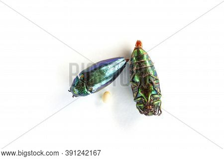 Top View Of Jewel Beetle, Metallic Wood-boring Beetle Or Buprestid With Egg Isolated On White Backgr