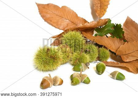 Oak Leaves With Dry Chestnut Leaves With Curls And Acorns Isolated On White. Autumn Background.