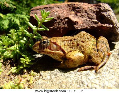 Frog In Front Of A Stone